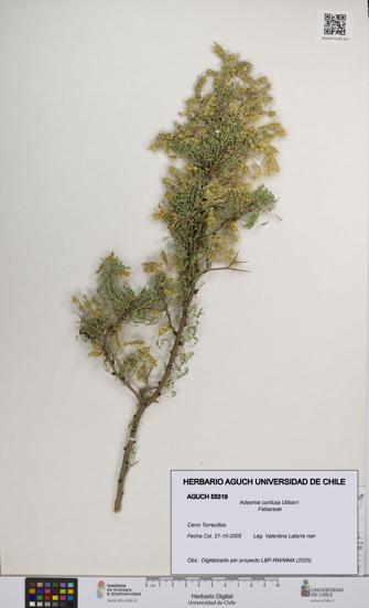 Adesmia confusa [Espécimen: UCH:AGUCH:0055319]