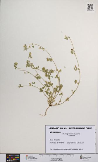 Medicago minima [Espécimen: UCH:AGUCH:0055320]