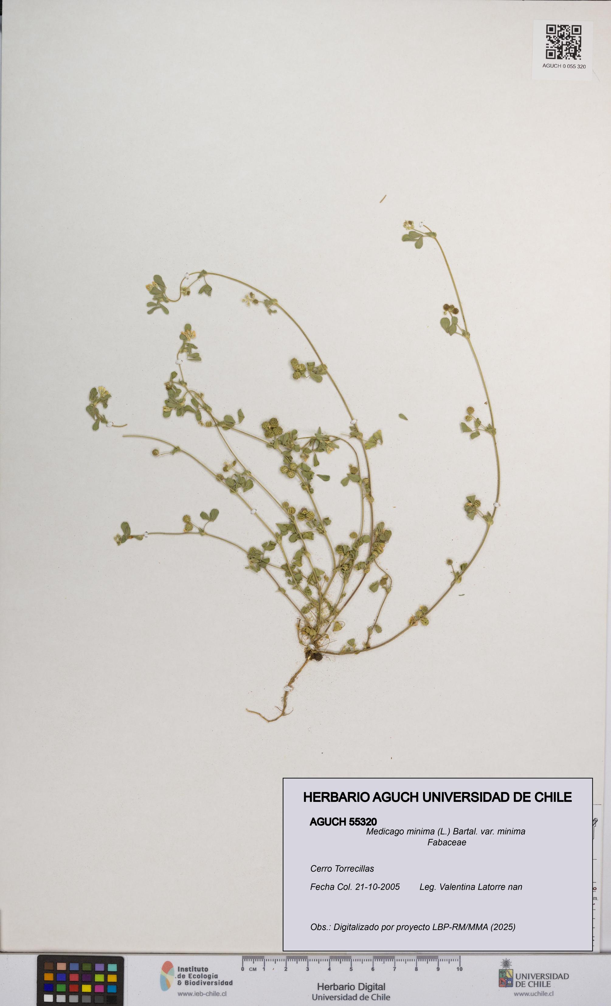 Medicago minima var. minima [Espécimen: ]