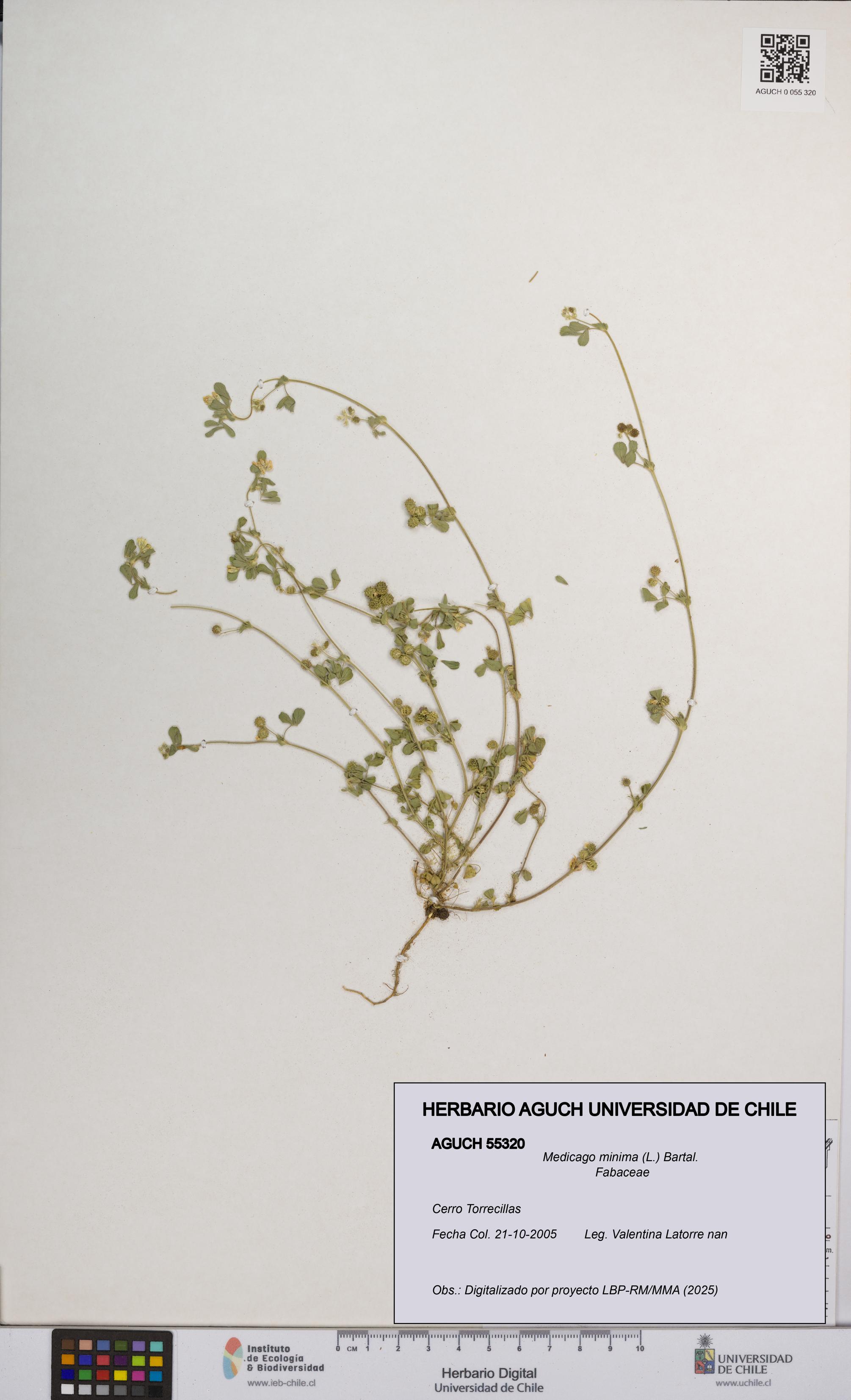 Medicago minima [Espécimen: UCH:AGUCH:0055320]