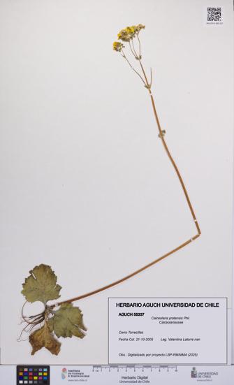 Calceolaria pratensis [Espécimen: UCH:AGUCH:0055337]