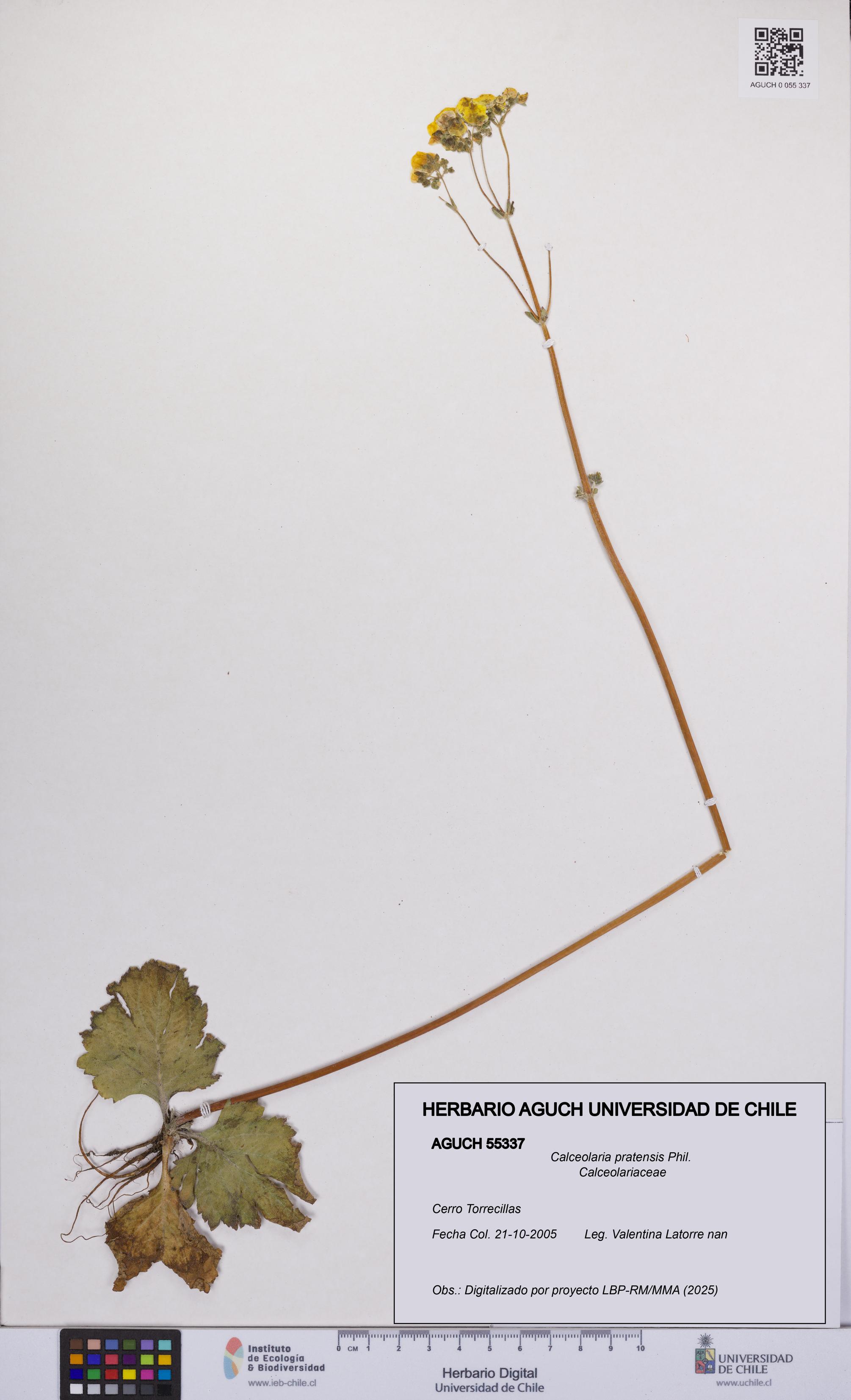 Calceolaria pratensis [Espécimen: UCH:AGUCH:0055337]