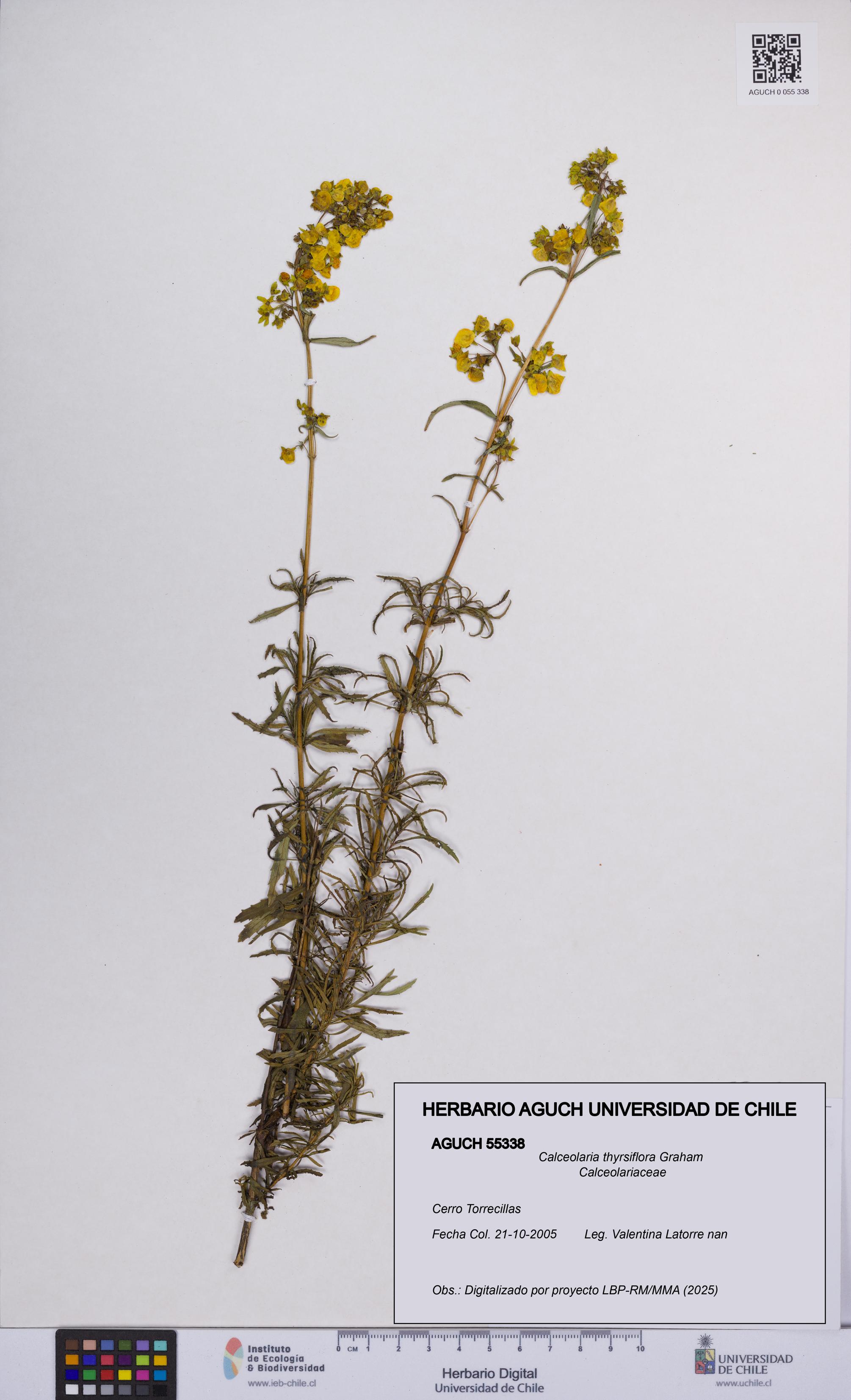 Calceolaria thyrsiflora [Espécimen: UCH:AGUCH:0055338]