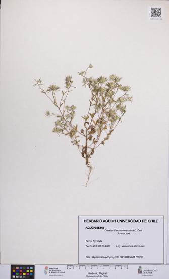 Chaetanthera ramosissima [Espécimen: UCH:AGUCH:0055346]