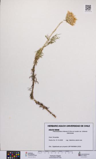 Plectocephalus chilensis var. chilensis [Espécimen: UCH:AGUCH:0055348]