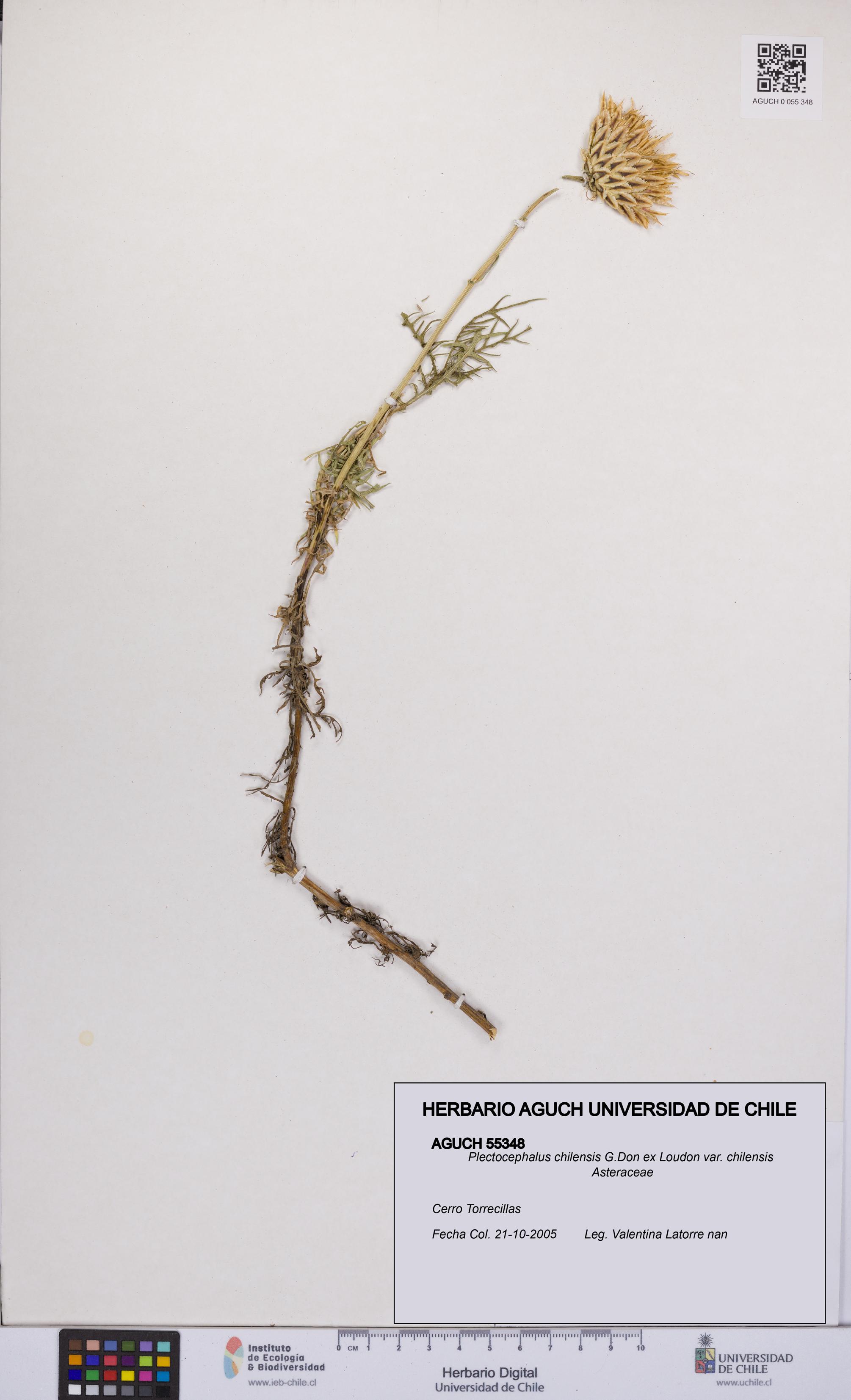 Plectocephalus chilensis var. chilensis [Espécimen: UCH:AGUCH:0055348]