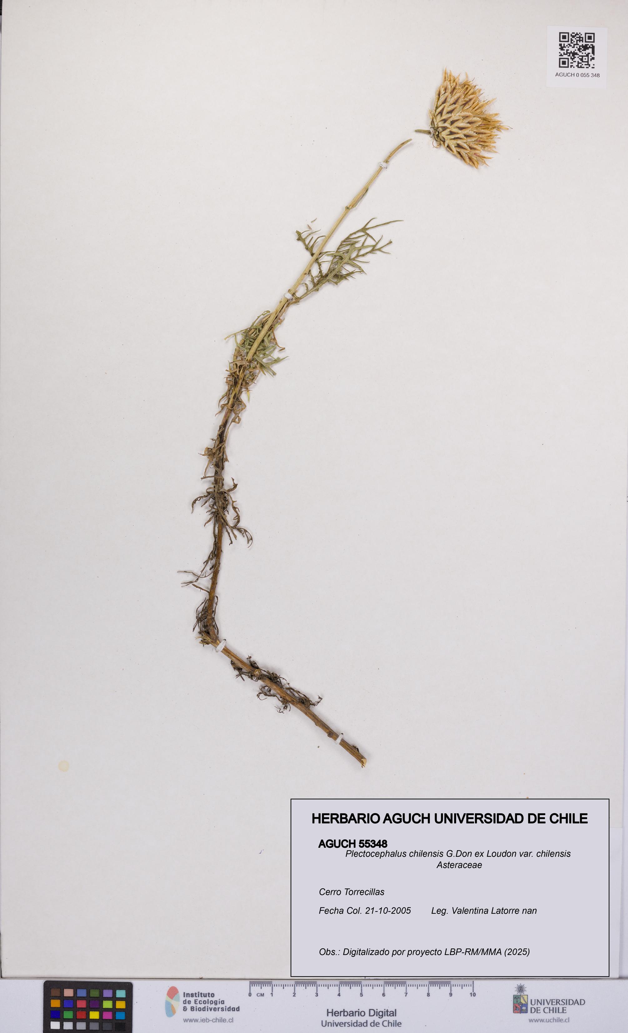 Plectocephalus chilensis var. chilensis [Espécimen: UCH:AGUCH:0055348]