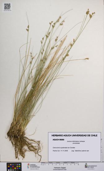 Juncus imbricatus [Espécimen: UCH:AGUCH:0055353]