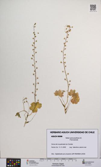 Tetilla hydrocotylifolia [Espécimen: UCH:AGUCH:0055356]
