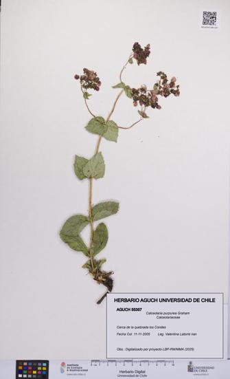 Calceolaria purpurea [Espécimen: UCH:AGUCH:0055357]