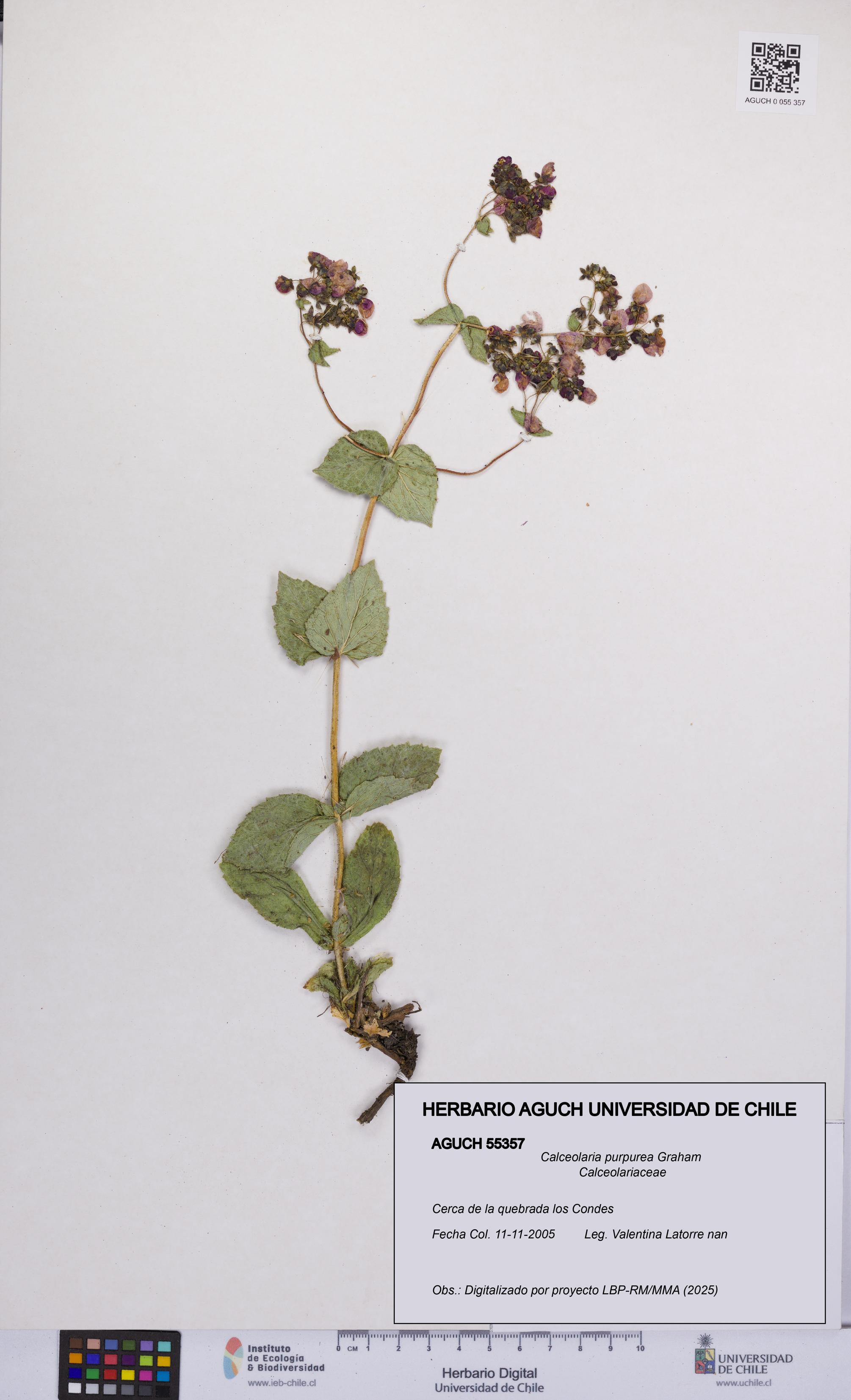 Calceolaria purpurea [Espécimen: UCH:AGUCH:0055357]