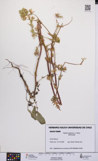 Triptilion gibbosum [Espécimen: UCH:AGUCH:0055359]