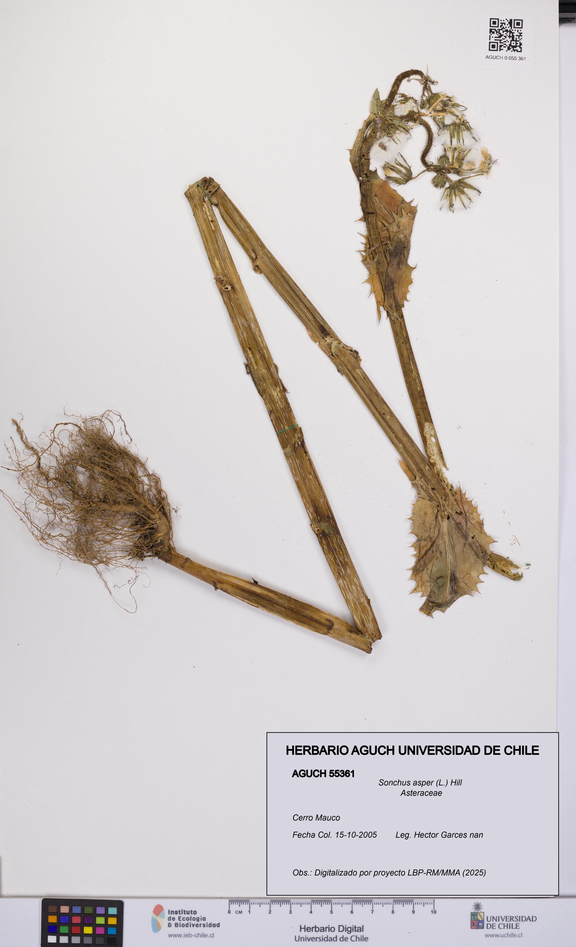Sonchus asper [Espécimen: UCH:AGUCH:0055361]