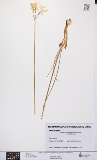 Leucocoryne ixioides [Espécimen: UCH:AGUCH:0055369]