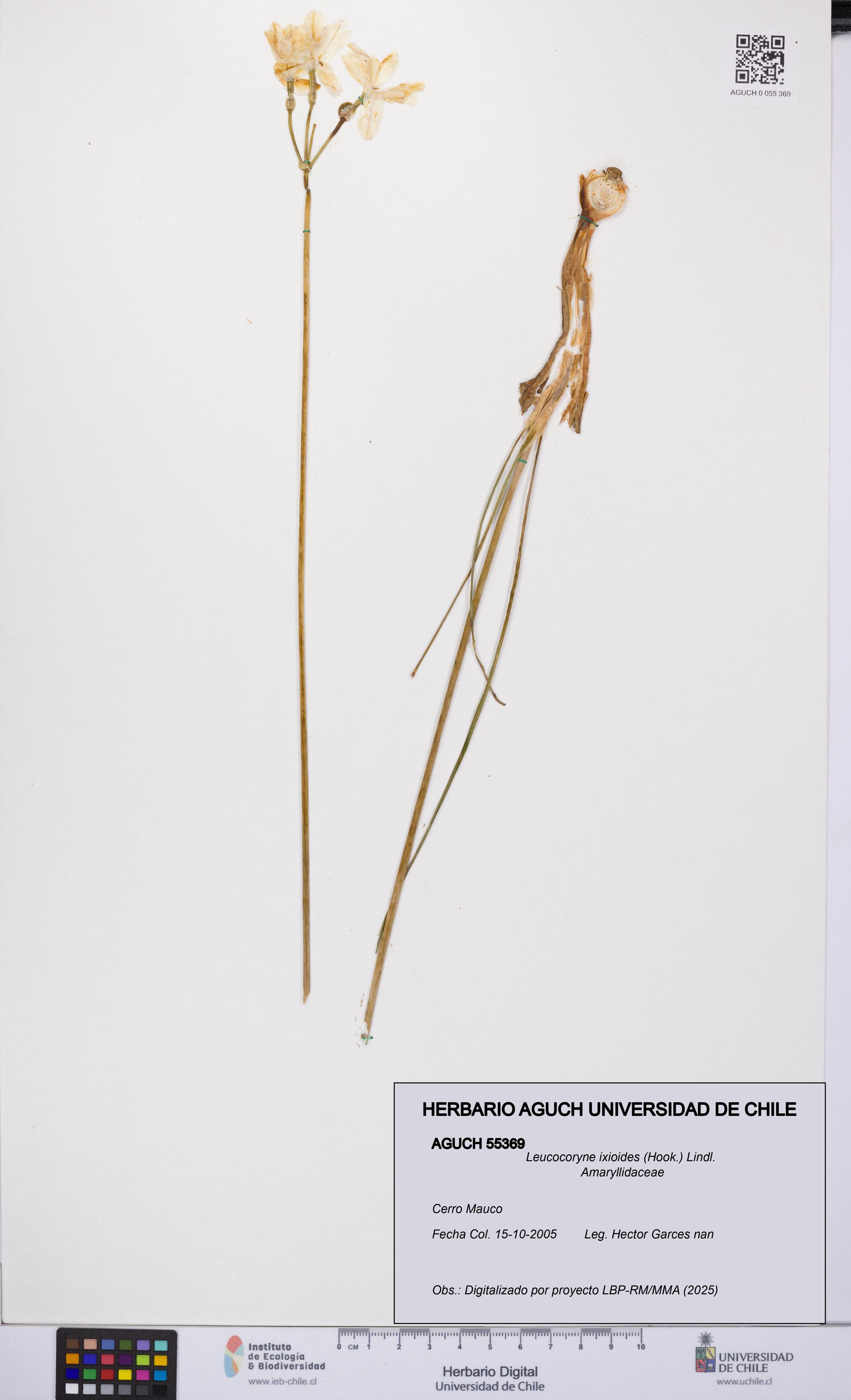 Leucocoryne ixioides [Espécimen: UCH:AGUCH:0055369]