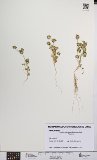 Trifolium triaristatum [Espécimen: UCH:AGUCH:0055390]