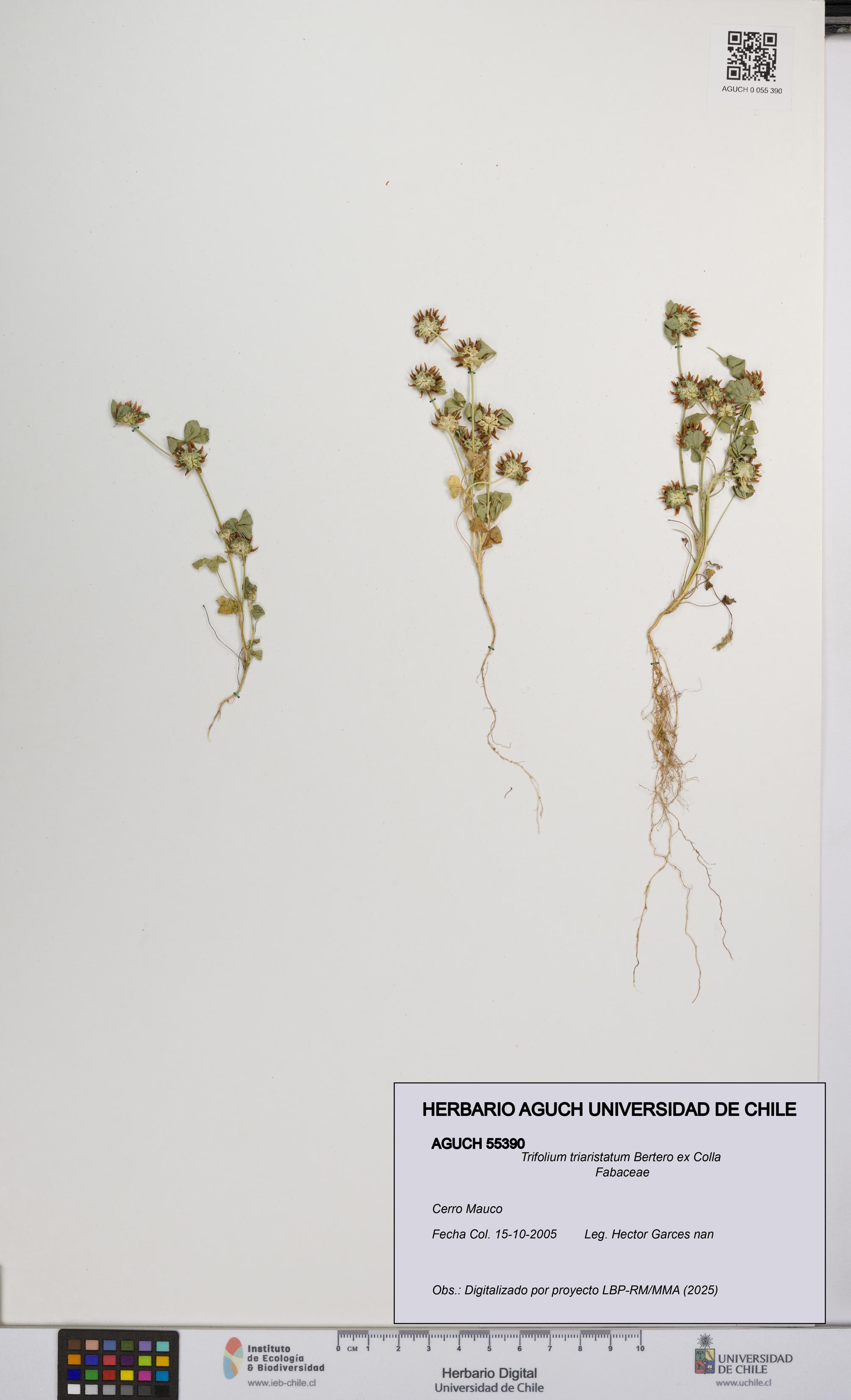 Trifolium triaristatum [Espécimen: UCH:AGUCH:0055390]
