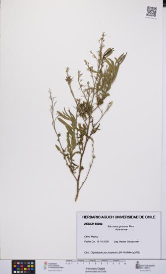 Baccharis glutinosa [Espécimen: UCH:AGUCH:0055393]