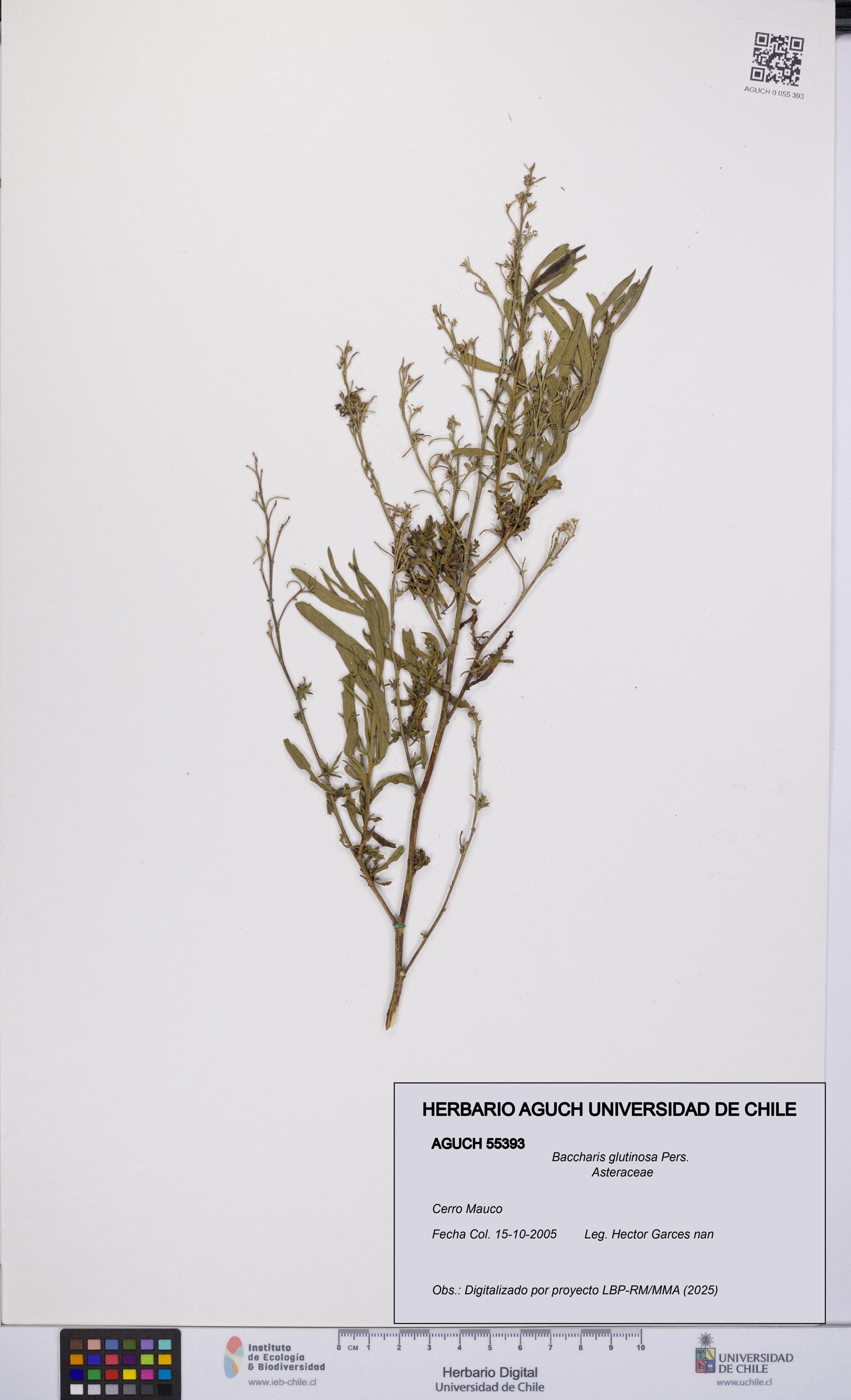 Baccharis glutinosa [Espécimen: UCH:AGUCH:0055393]