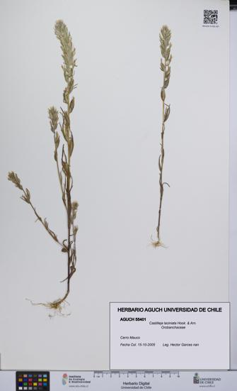 Castilleja laciniata [Espécimen: UCH:AGUCH:0055401]
