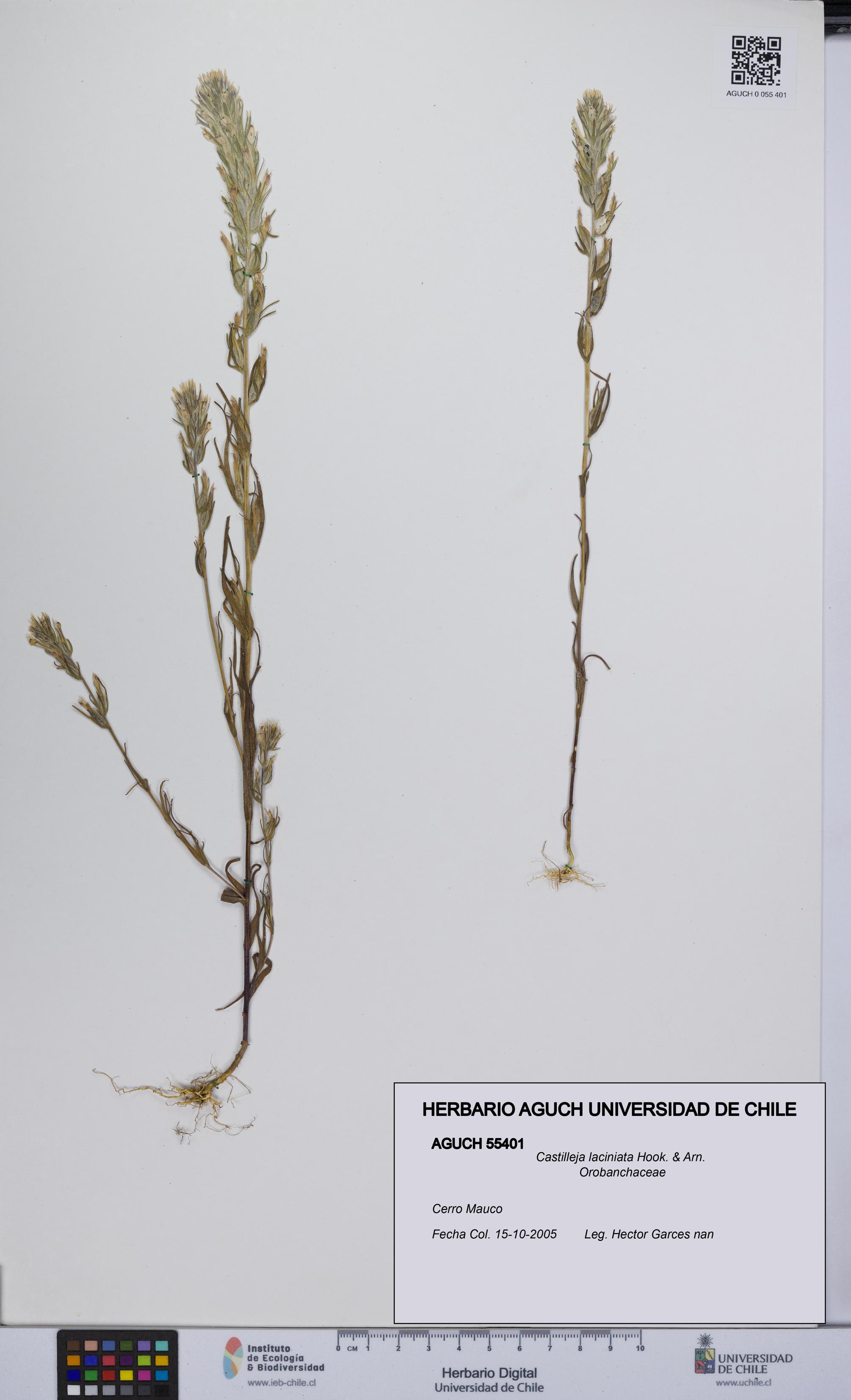 Castilleja laciniata [Espécimen: UCH:AGUCH:0055401]