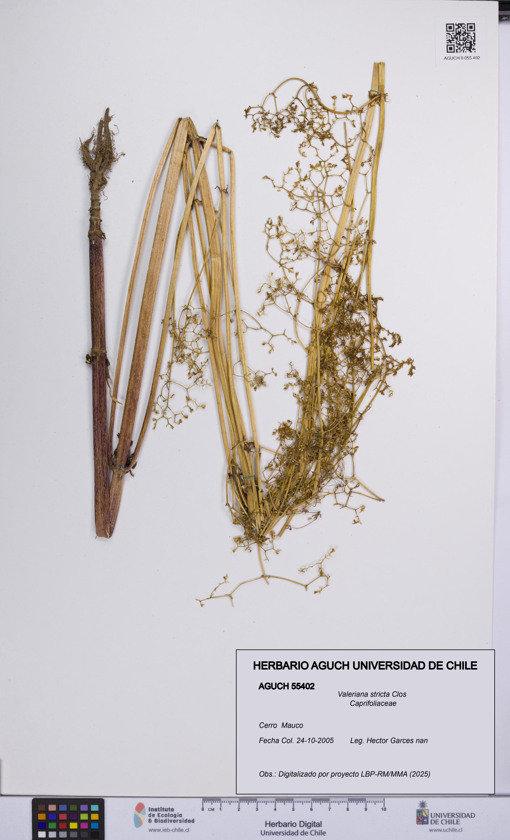 Valeriana stricta [Espécimen: UCH:AGUCH:0055402]