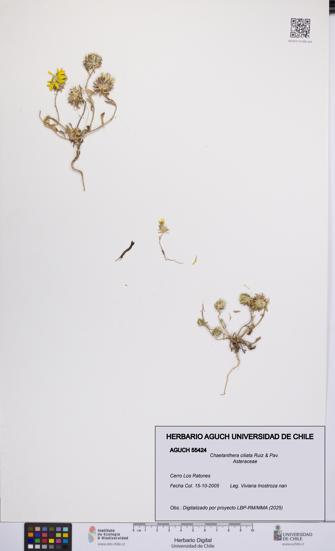 Chaetanthera ciliata [Espécimen: UCH:AGUCH:0055424]