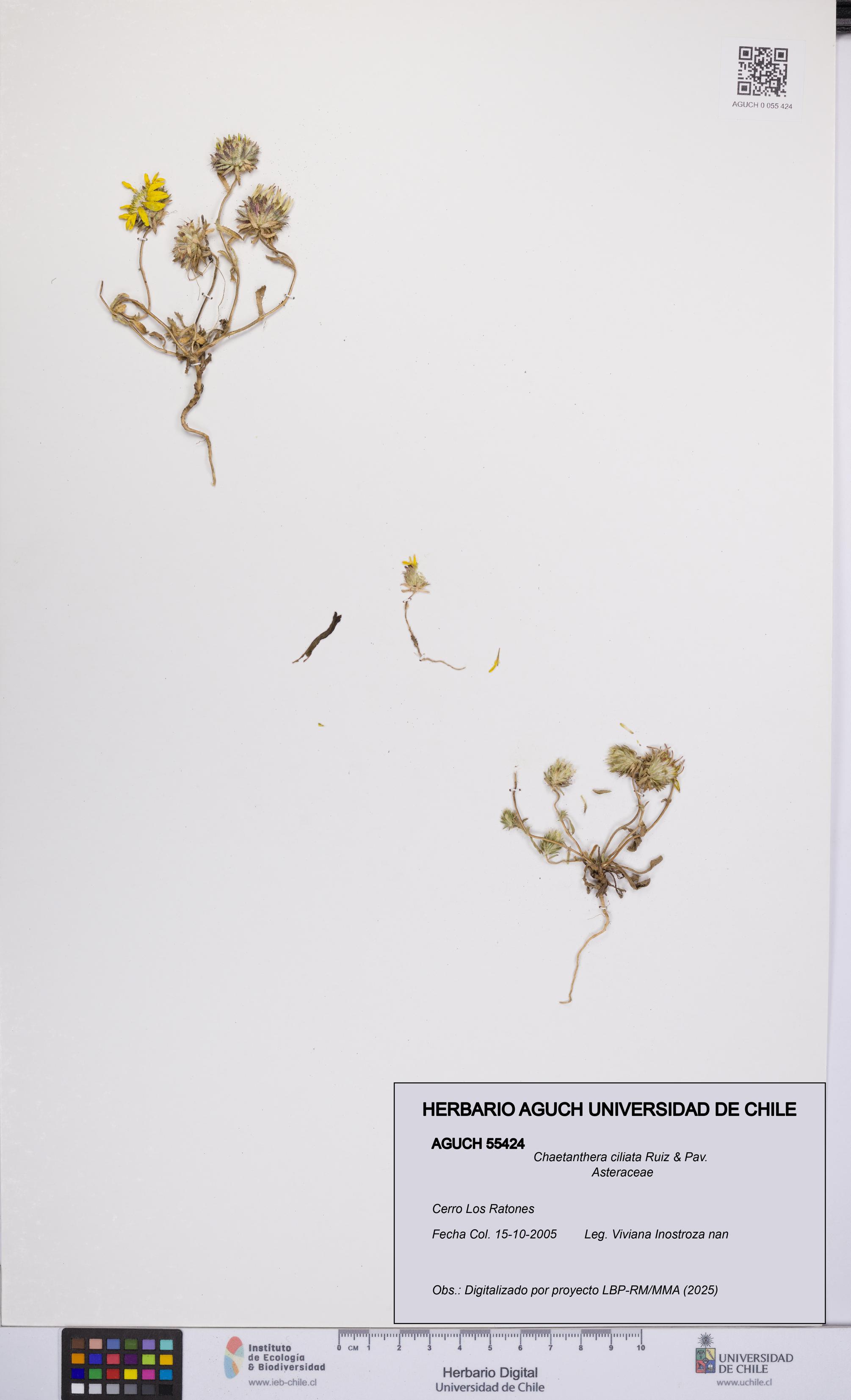 Chaetanthera ciliata [Espécimen: UCH:AGUCH:0055424]