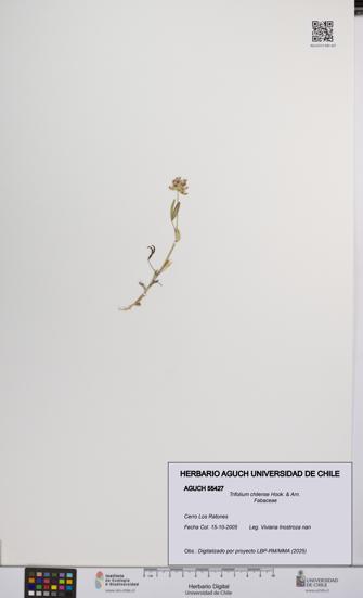 Trifolium chilense [Espécimen: UCH:AGUCH:0055427]