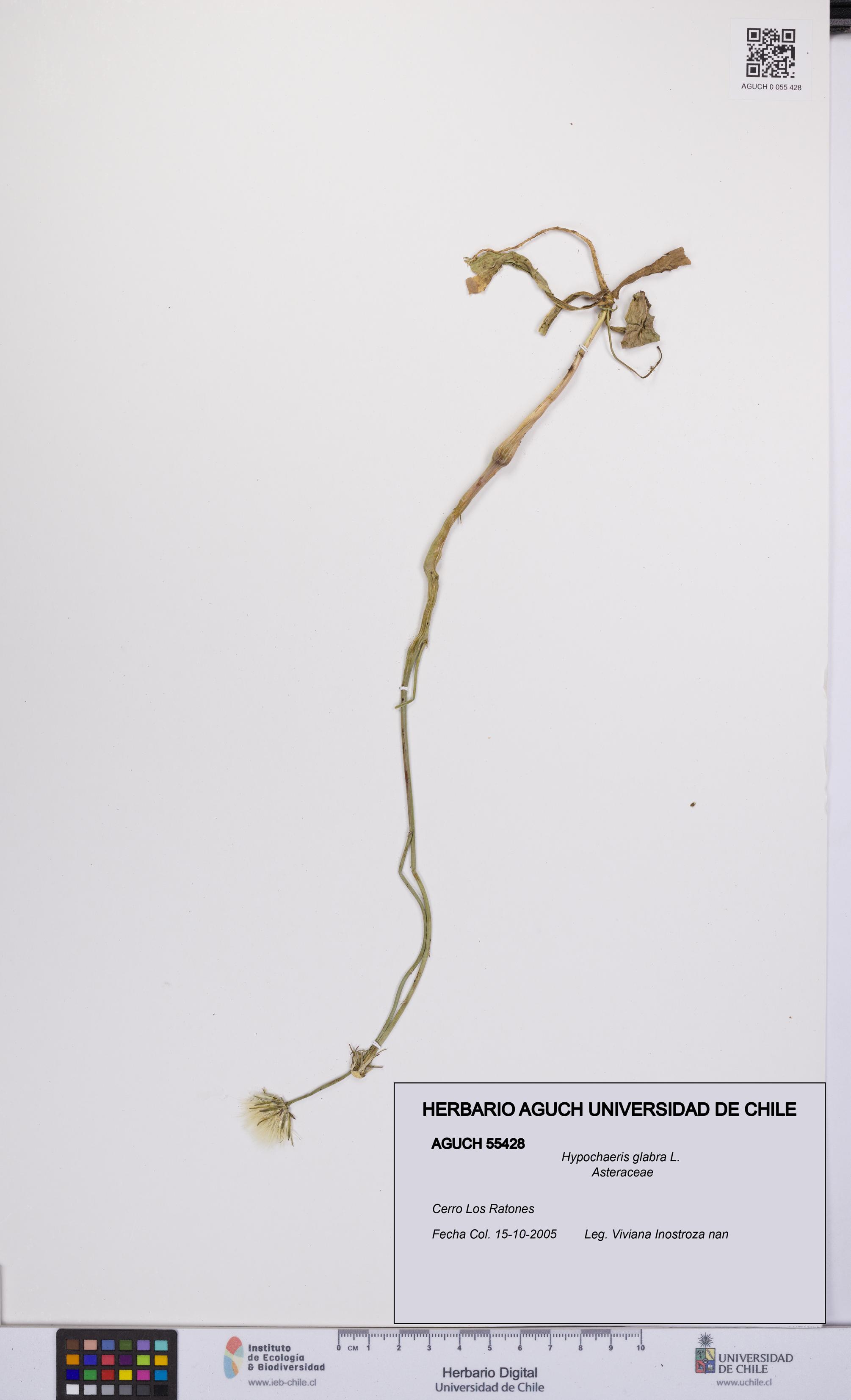 Hypochaeris glabra [Espécimen: UCH:AGUCH:0055428]