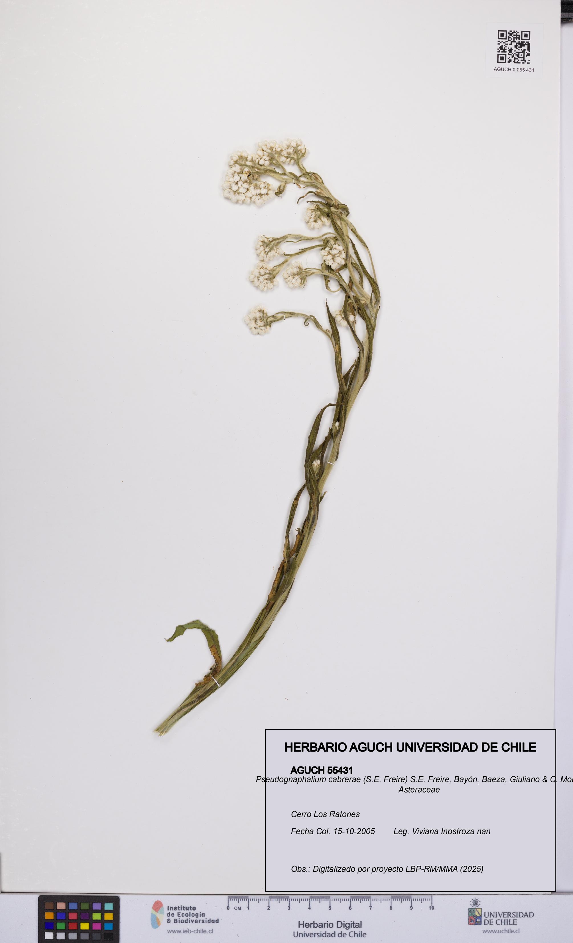 Pseudognaphalium cabrerae [Espécimen: UCH:AGUCH:0055431]