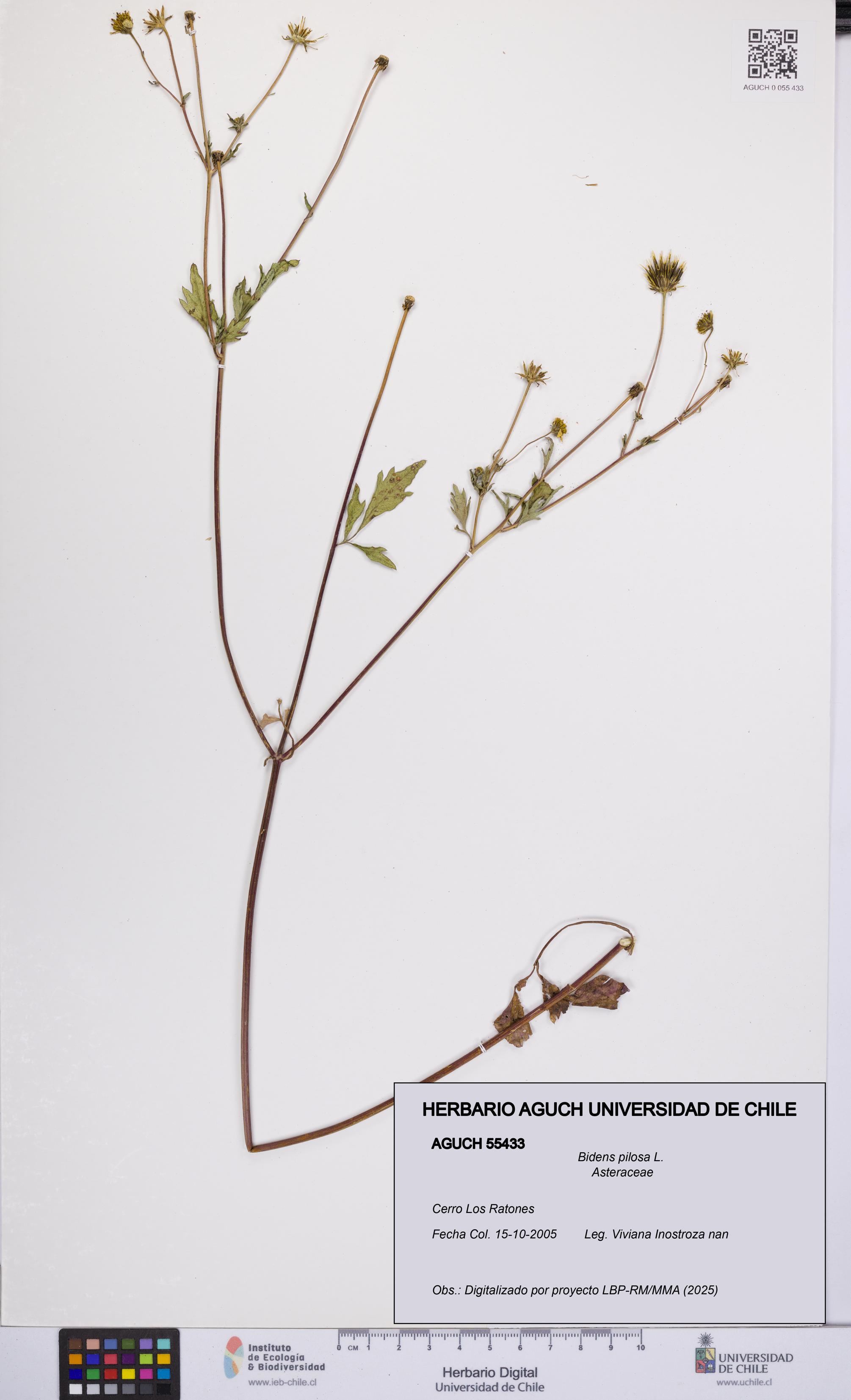 Bidens pilosa [Espécimen: UCH:AGUCH:0055433]