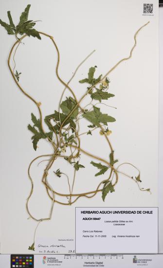 Loasa pallida [Espécimen: UCH:AGUCH:0055447]