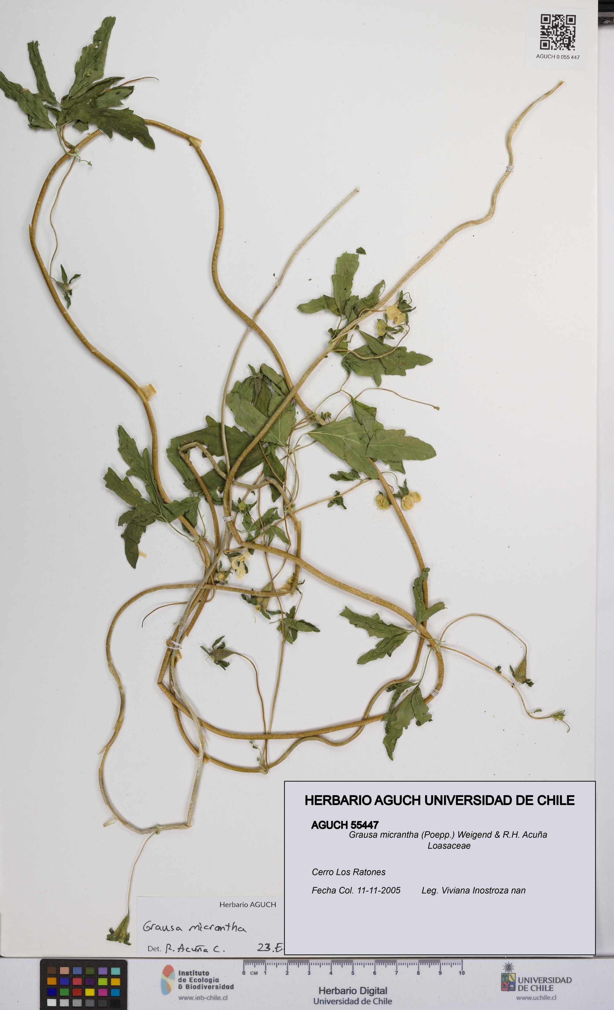 Grausa micrantha [Espécimen: UCH:AGUCH:0055447]