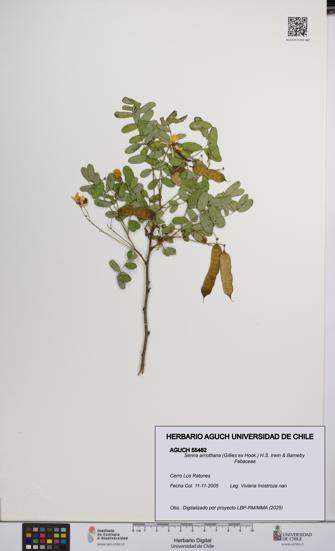 Senna arnottiana [Espécimen: UCH:AGUCH:0055462]