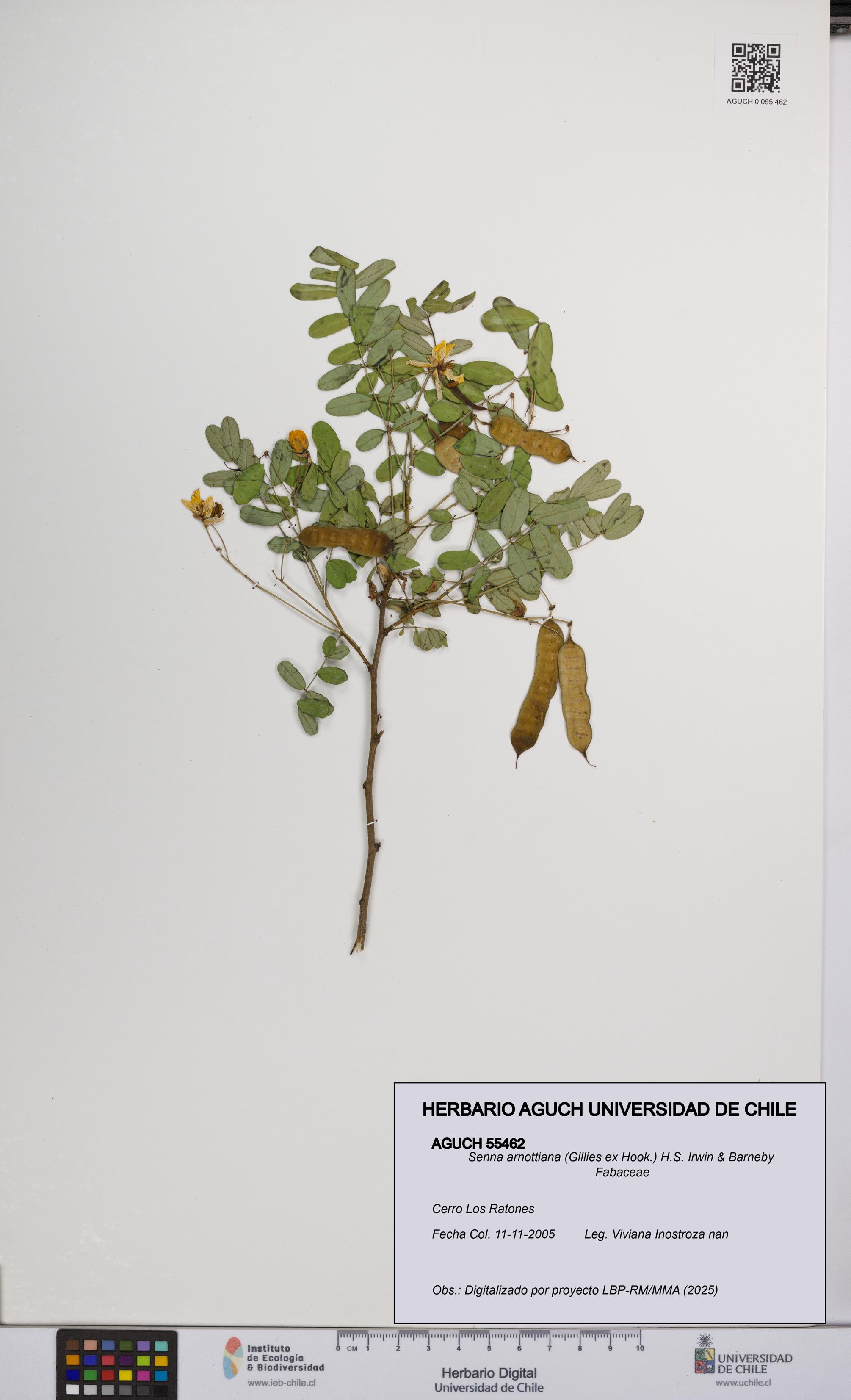 Senna arnottiana [Espécimen: UCH:AGUCH:0055462]