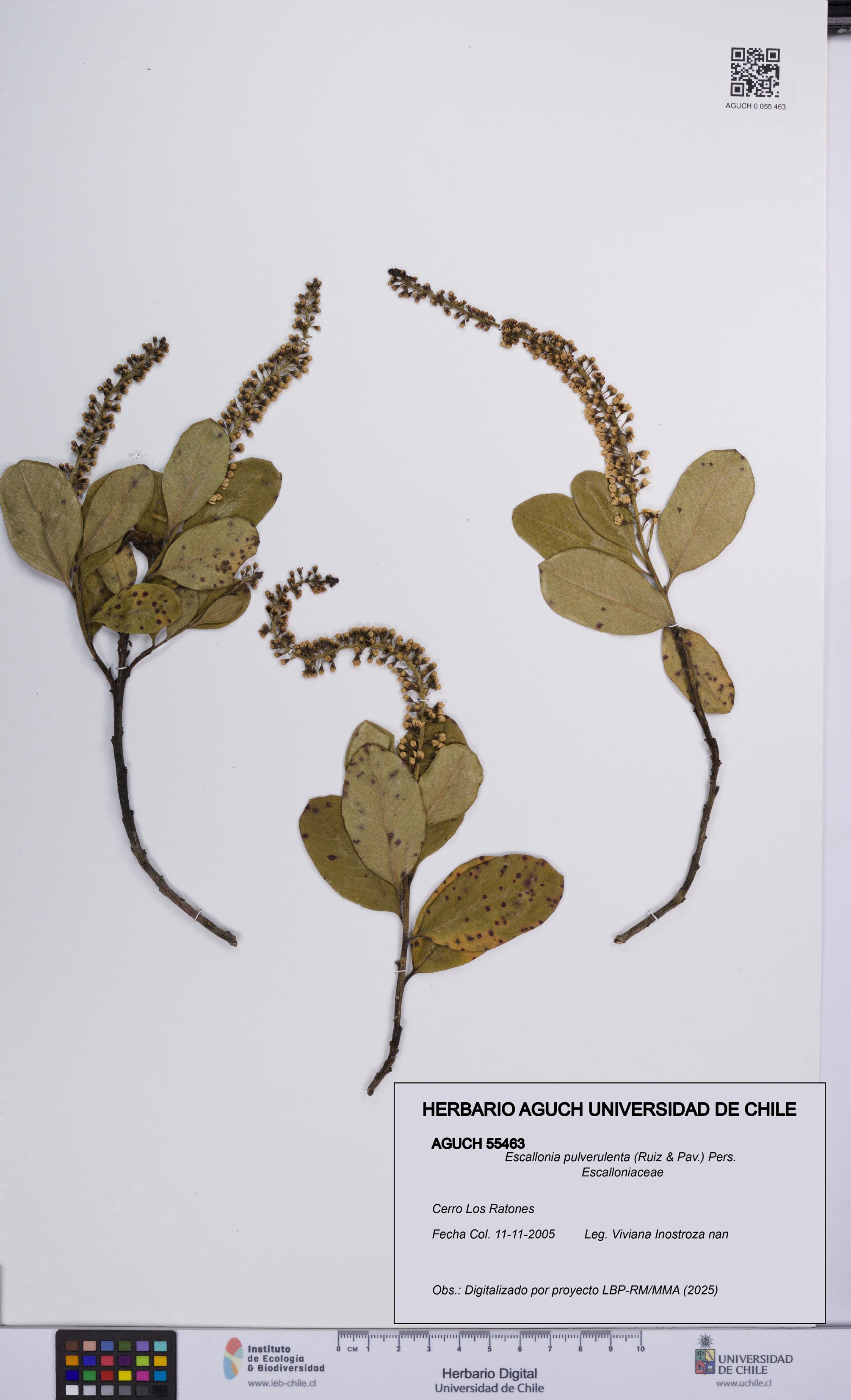 Escallonia pulverulenta [Espécimen: UCH:AGUCH:0055463]