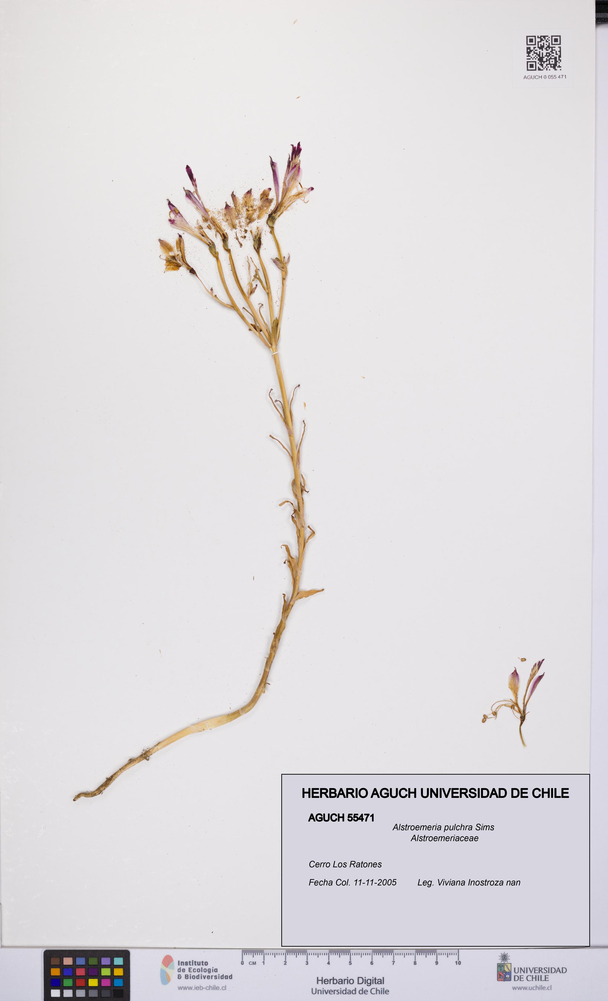 Alstroemeria pulchra [Espécimen: UCH:AGUCH:0055471]