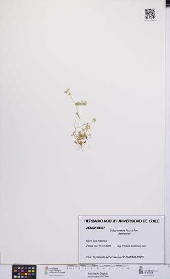 Soliva sessilis [Espécimen: UCH:AGUCH:0055477]