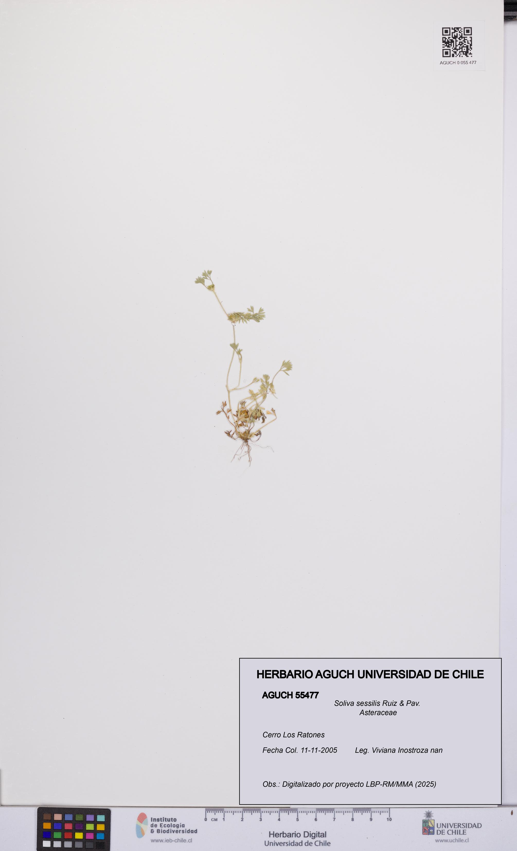Soliva sessilis [Espécimen: UCH:AGUCH:0055477]