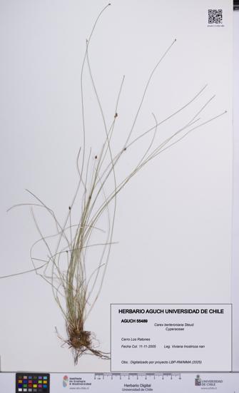 Carex berteroniana [Espécimen: UCH:AGUCH:0055489]