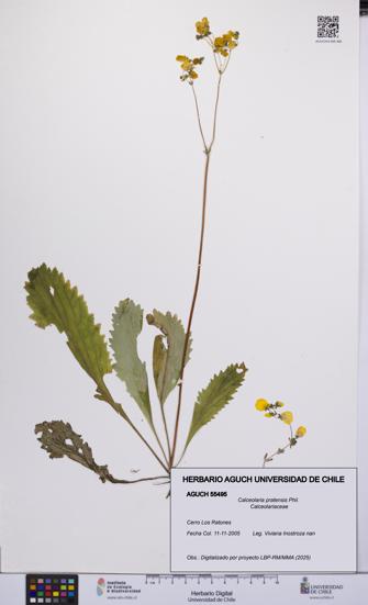 Calceolaria pratensis [Espécimen: UCH:AGUCH:0055495]