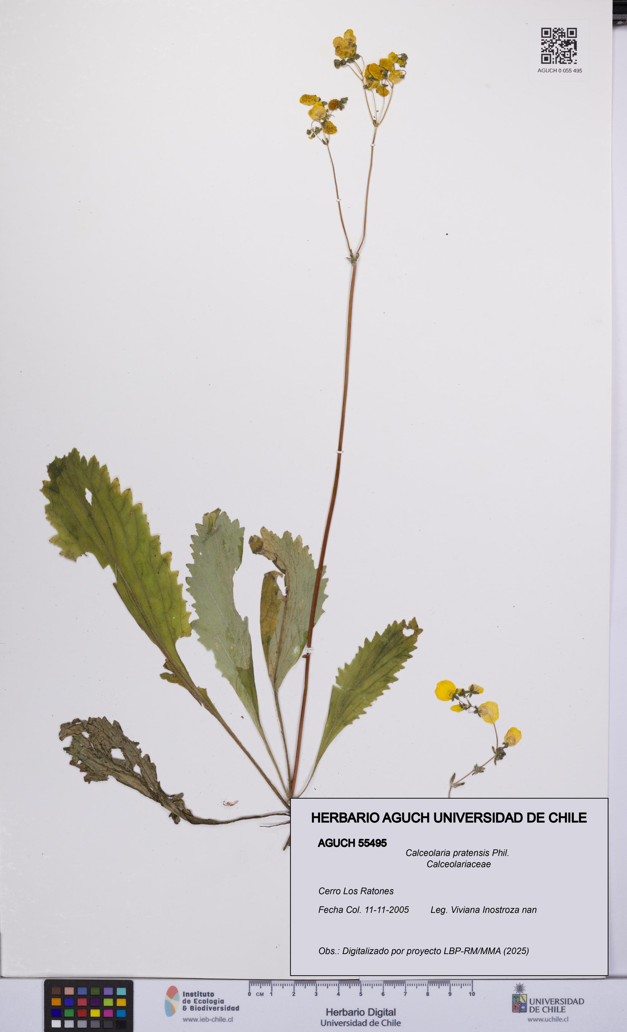 Calceolaria pratensis [Espécimen: UCH:AGUCH:0055495]