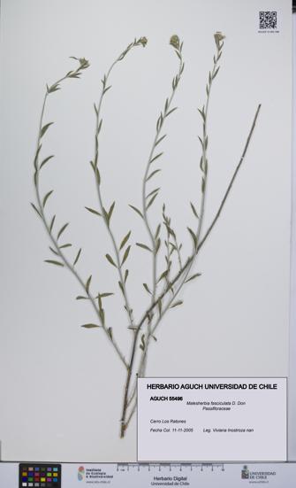 Malesherbia fasciculata [Espécimen: UCH:AGUCH:0055496]