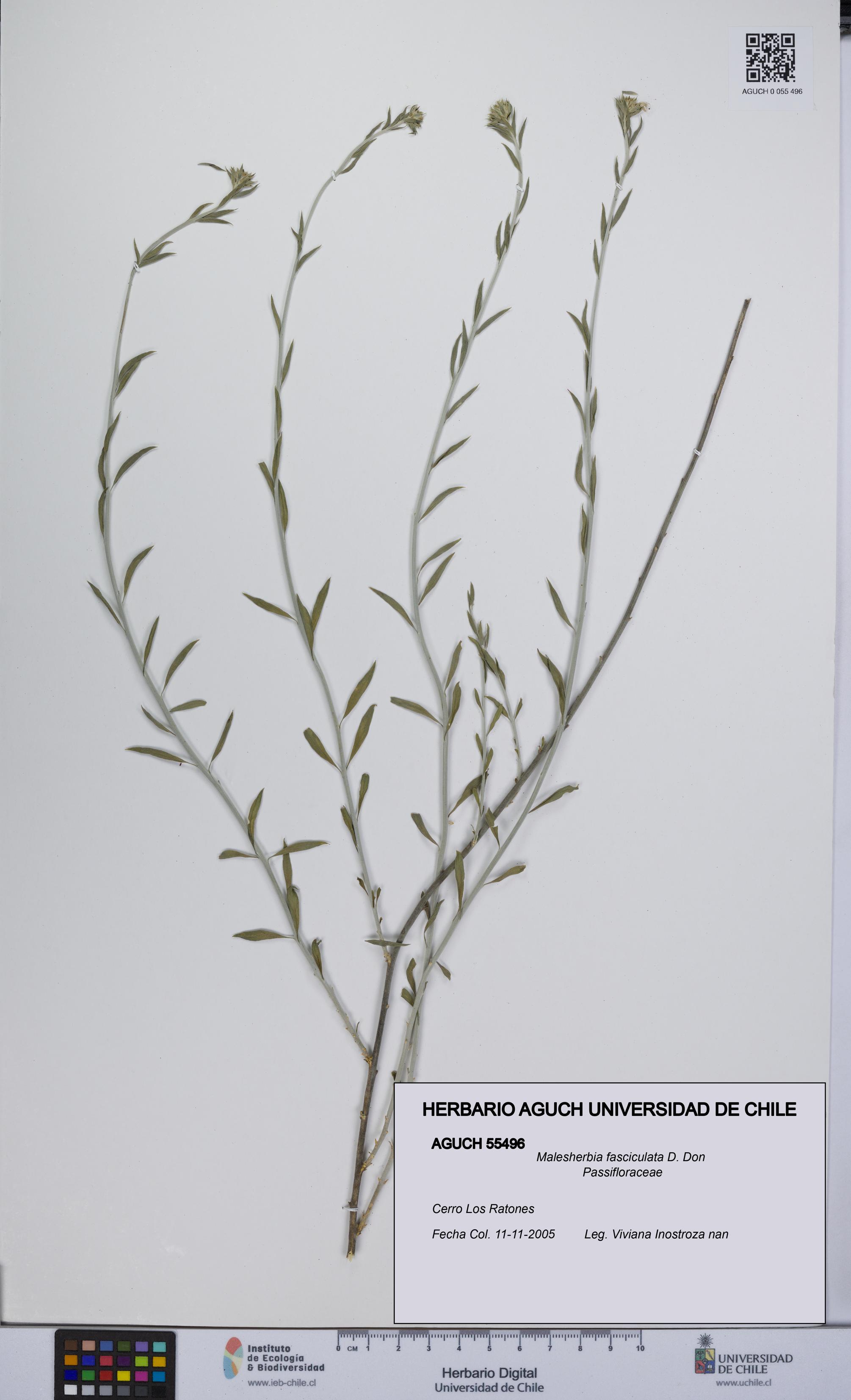 Malesherbia fasciculata [Espécimen: UCH:AGUCH:0055496]