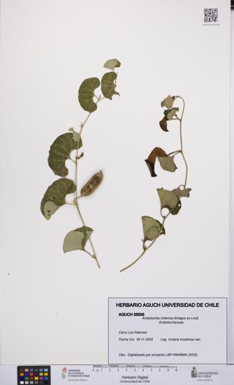 Aristolochia chilensis [Espécimen: UCH:AGUCH:0055505]