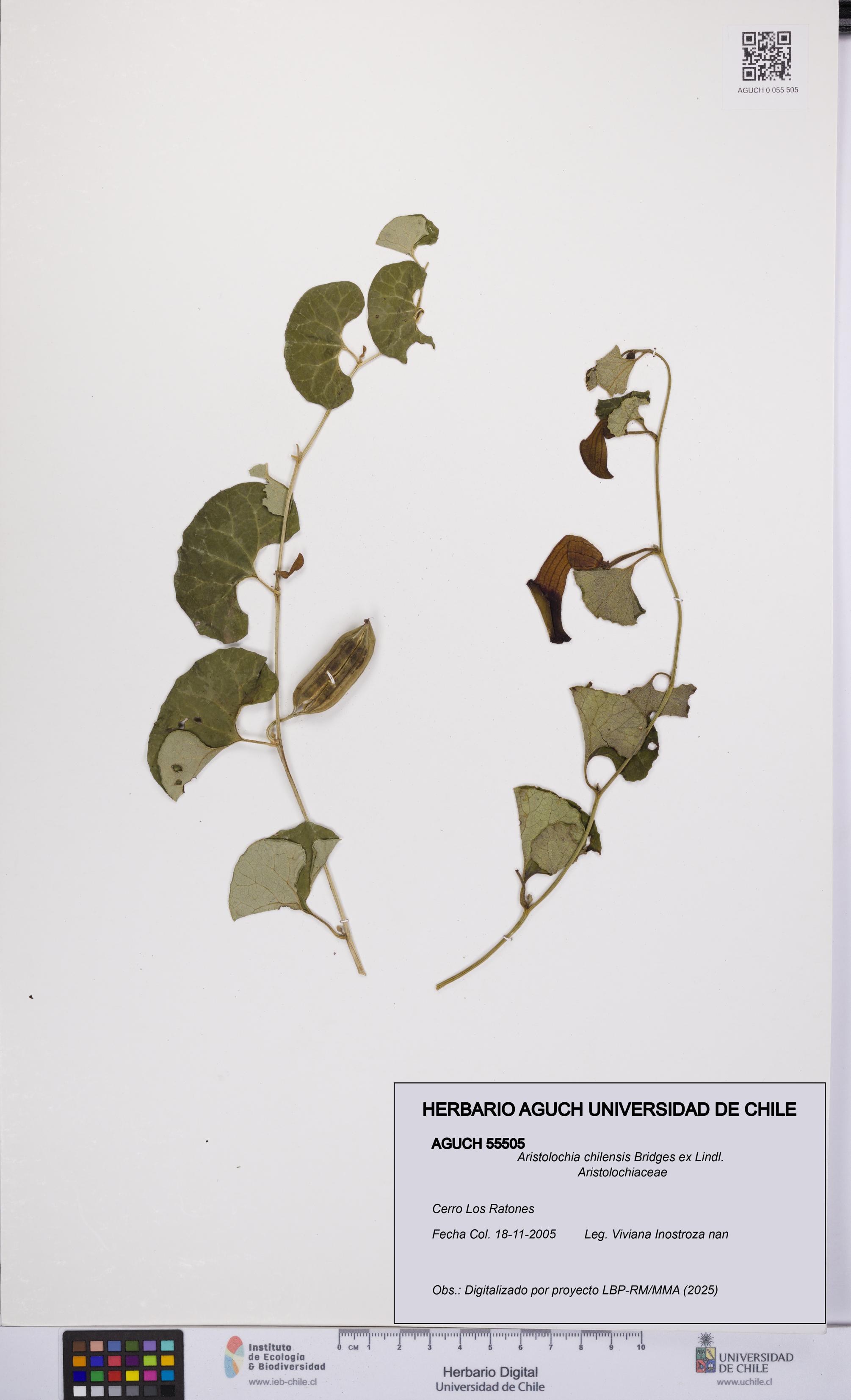 Aristolochia chilensis [Espécimen: UCH:AGUCH:0055505]