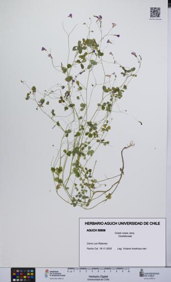 Oxalis rosea [Espécimen: UCH:AGUCH:0055506]