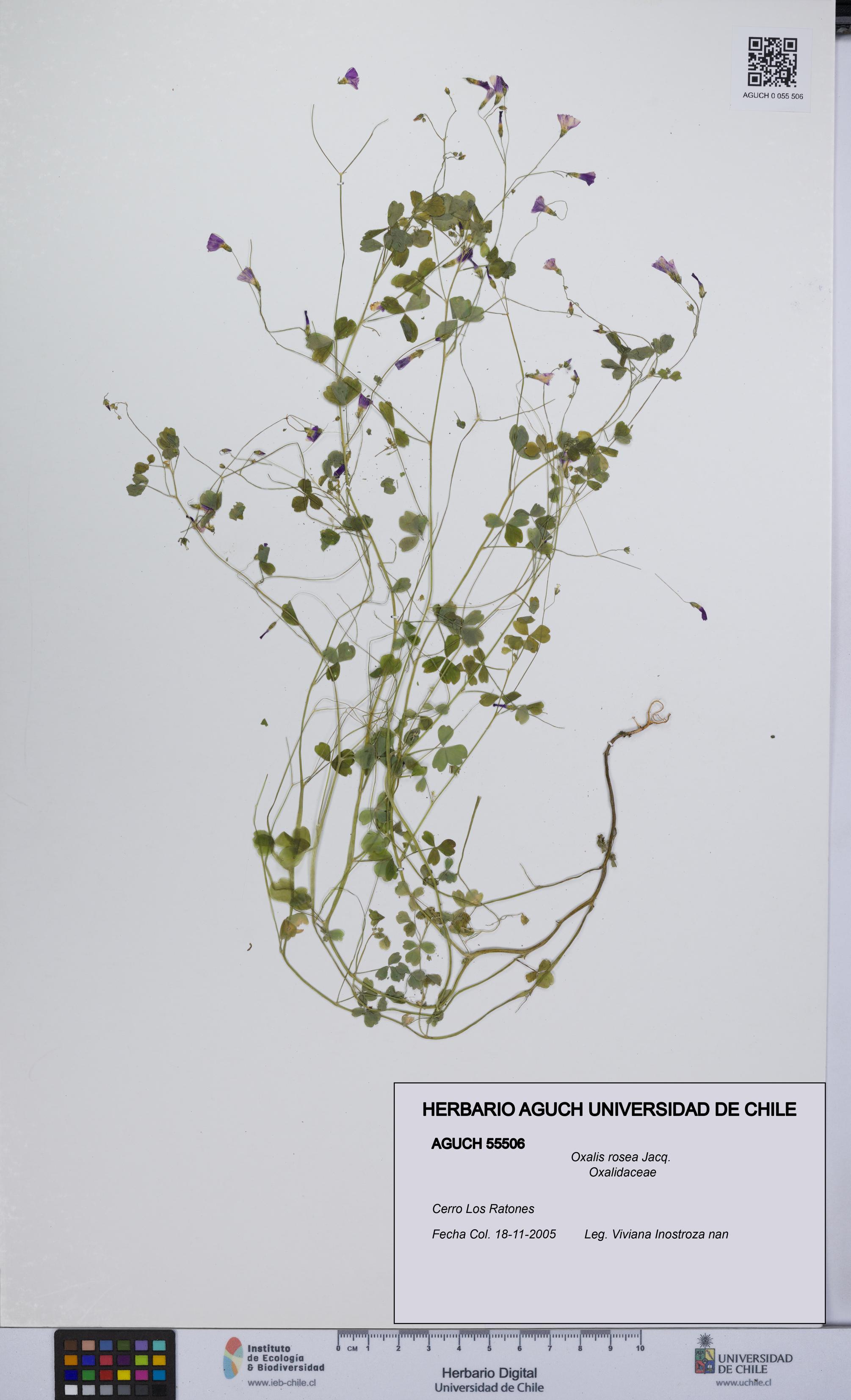 Oxalis rosea [Espécimen: UCH:AGUCH:0055506]