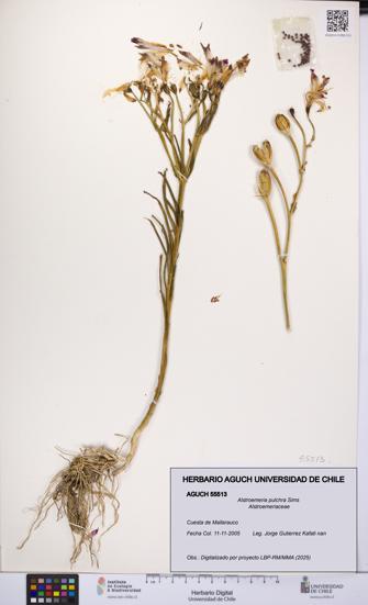 Alstroemeria pulchra [Espécimen: UCH:AGUCH:0055513]